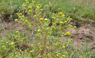 Grindelia squarrosa, Curlycup Gumweed, Southwest Desert Flora Grindelia squarrosa, Curlycup Gumweed, Southwest Desert Flora